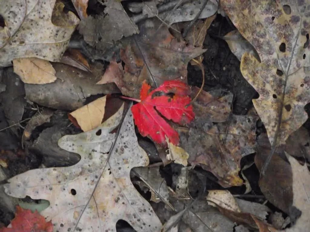 Forest Leaves Contrast