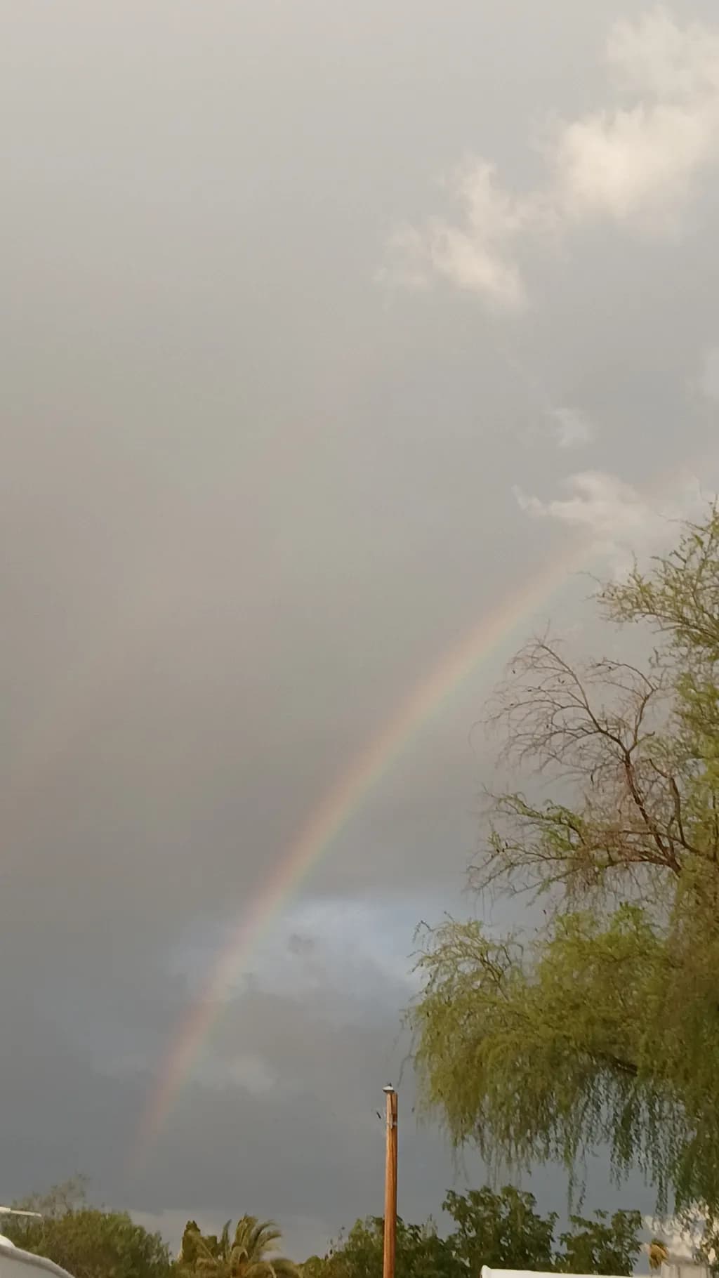 Rainbow Over Trees