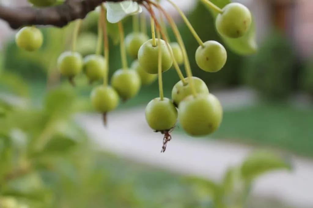 Green Berries on Tree