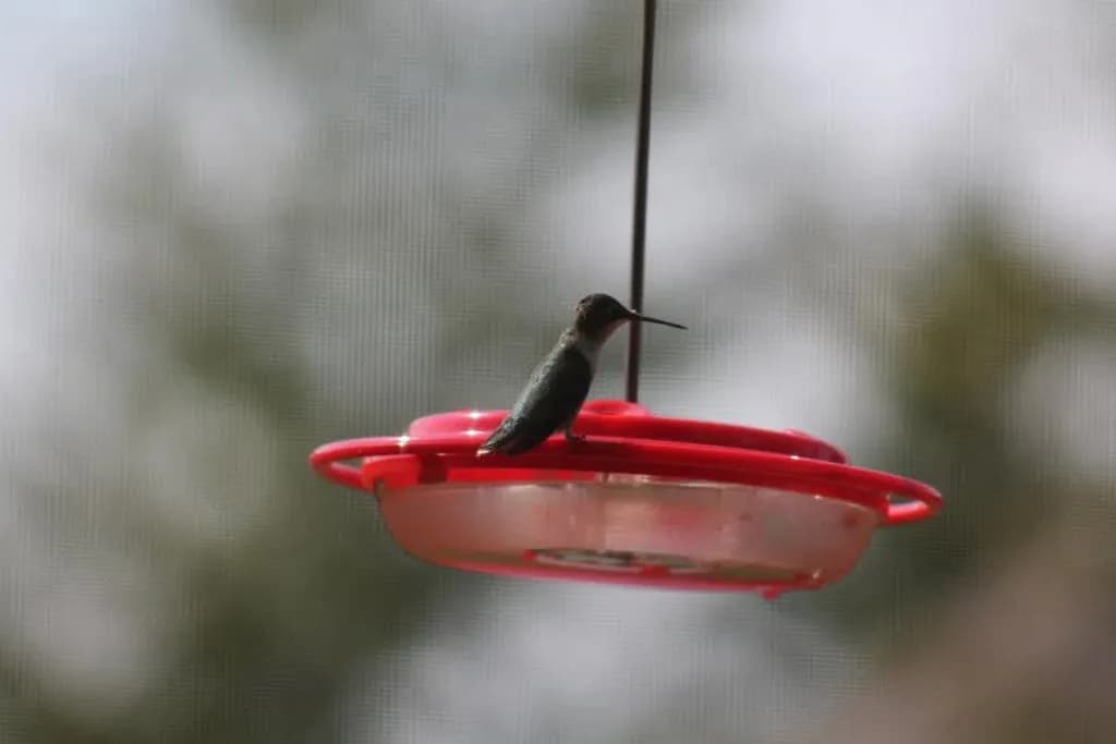 Hummingbird on Feeder