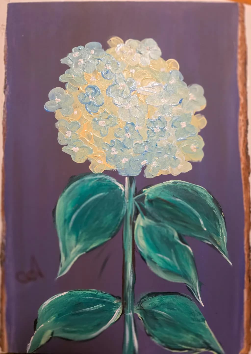 Hydrangea Bloom
