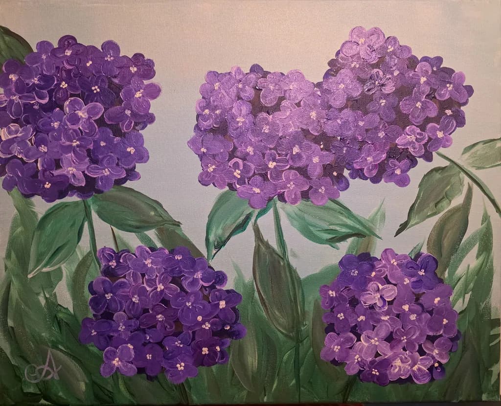 Purple Hydrangea Blooms
