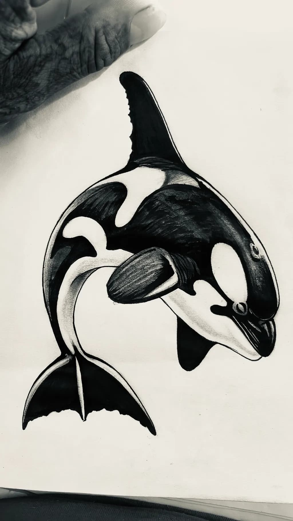 Orca Portrait