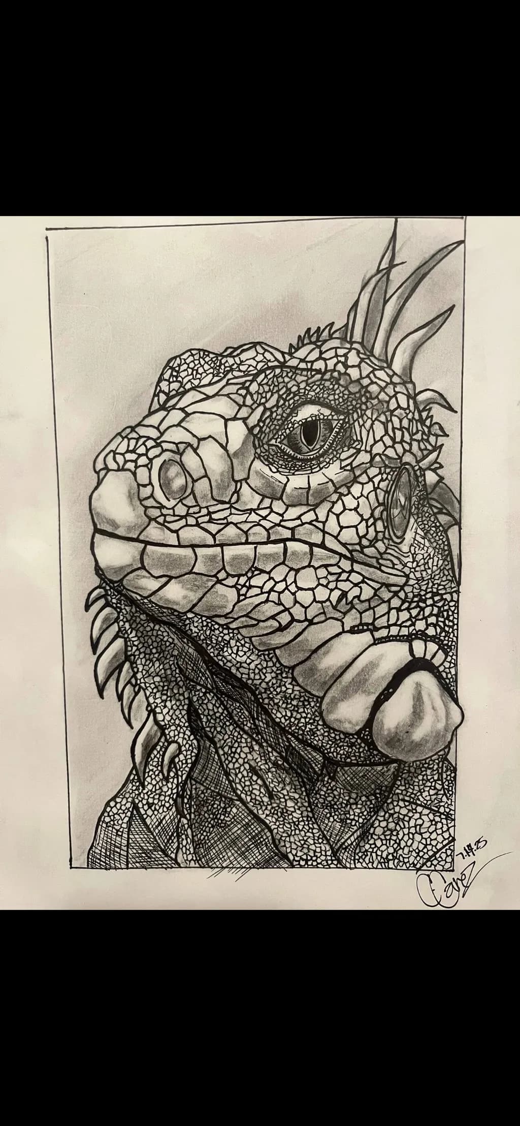 Iguana Detail