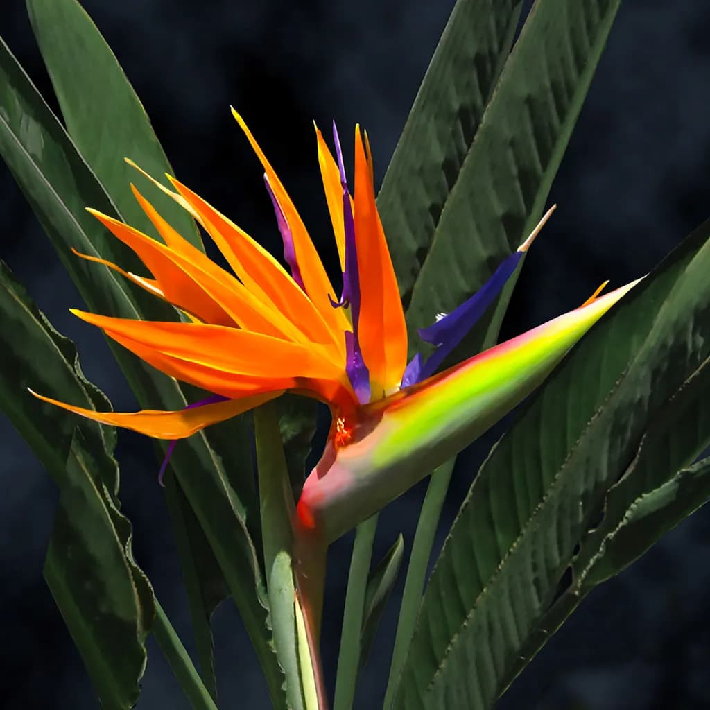 Bird of Paradise Bloom