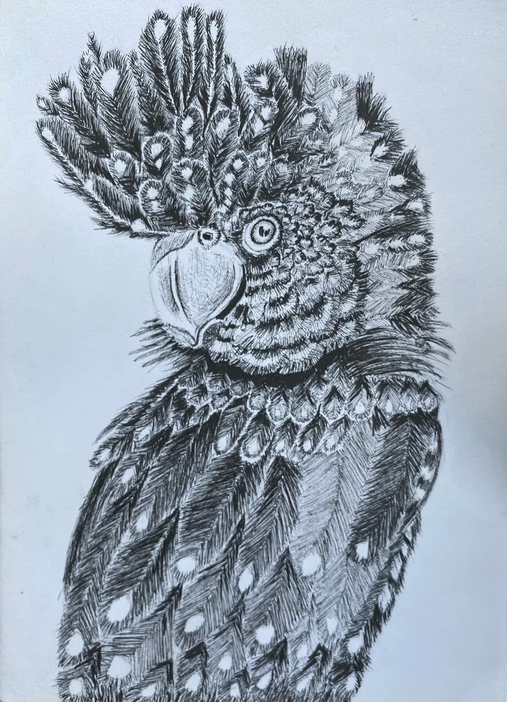 Feathered Cockatoo