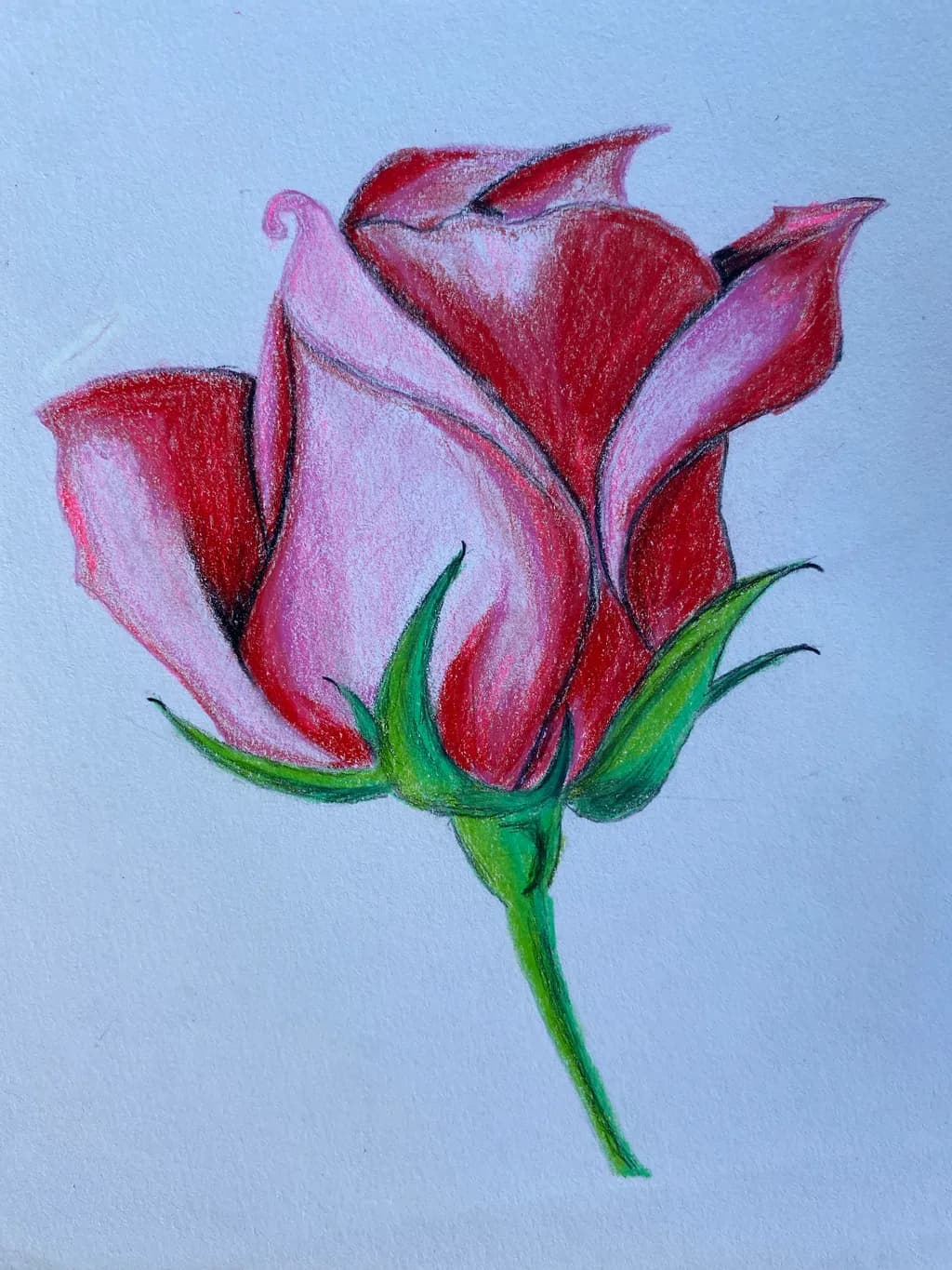 Red Rose Bloom