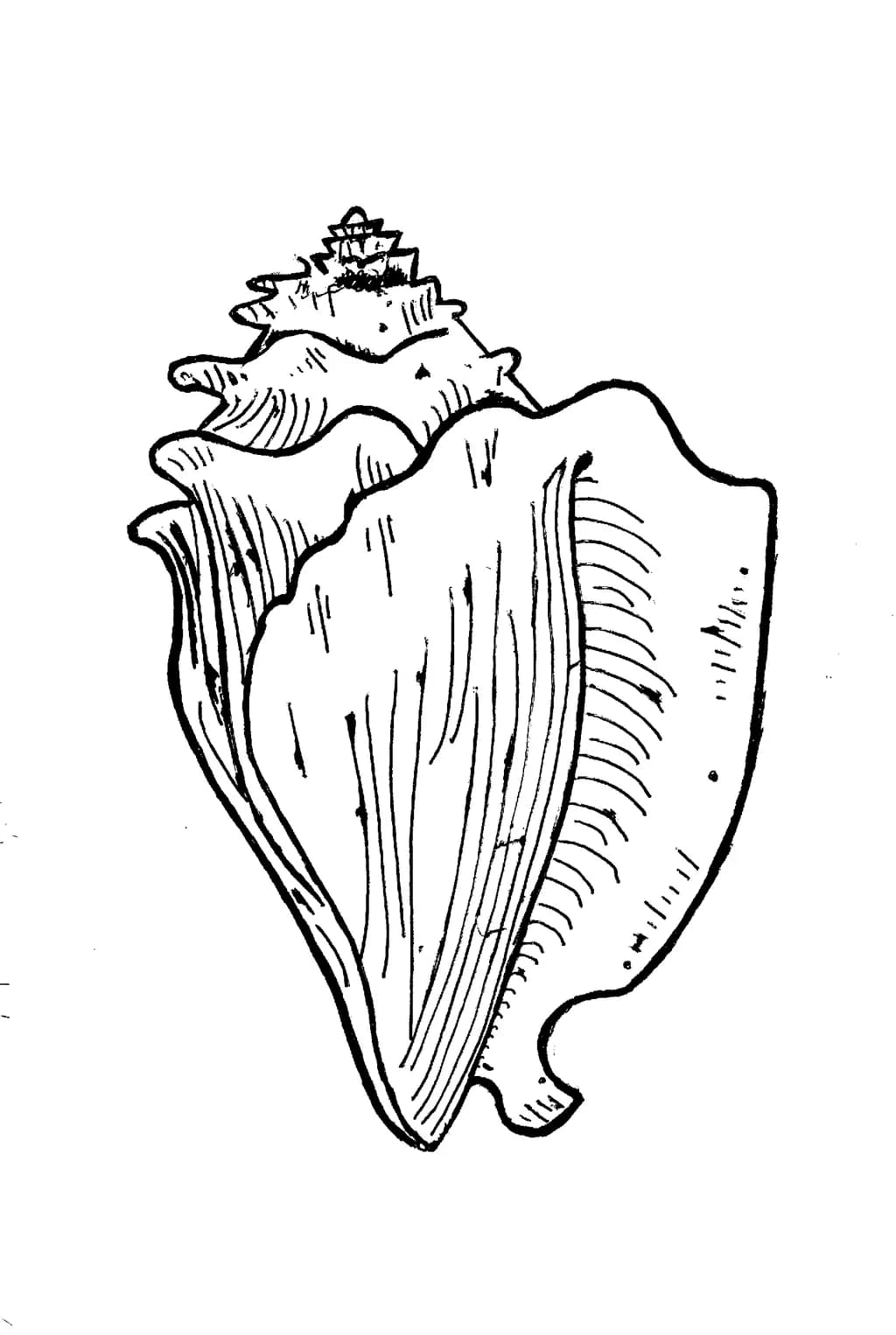 Shell Drawing