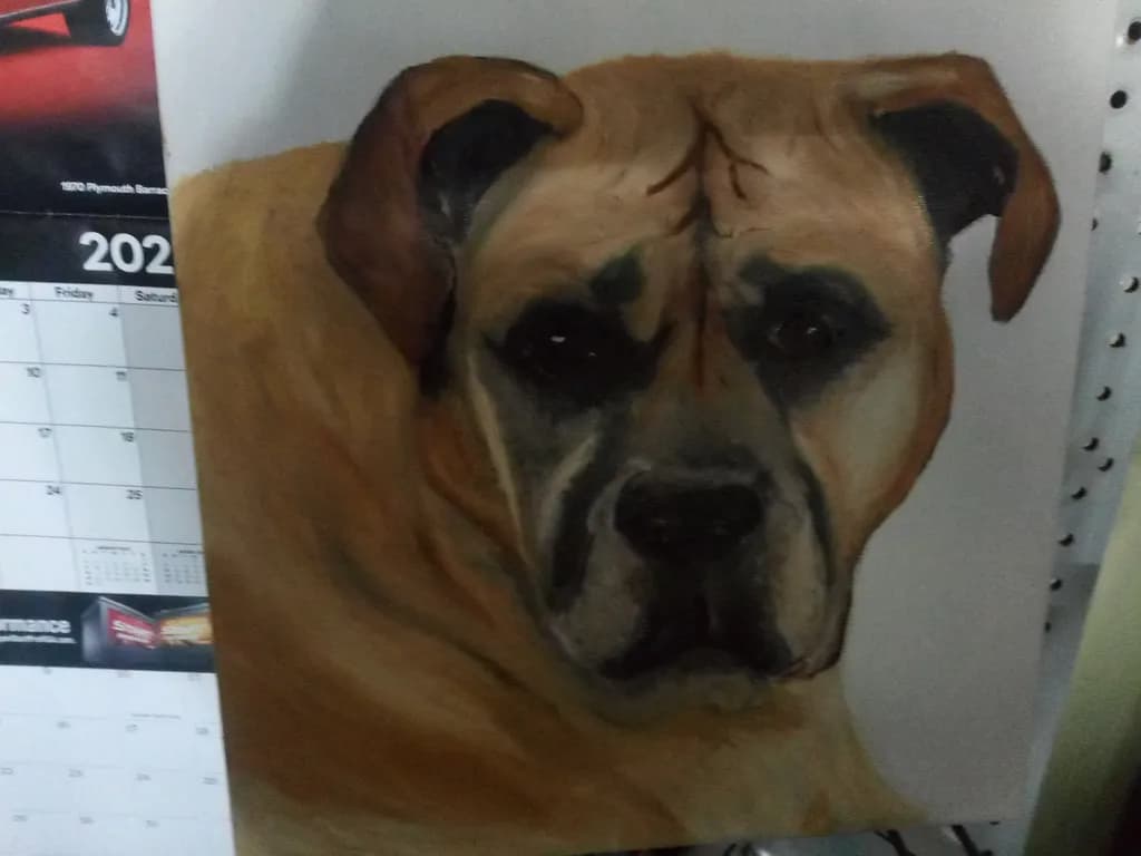 Boxer Portrait