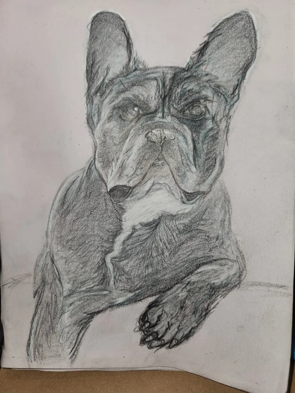 French Bulldog Portrait