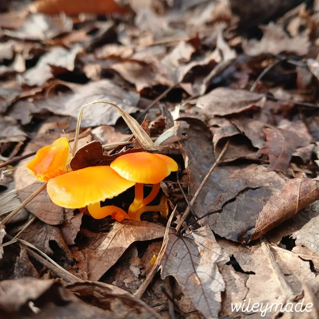 Orange Dream