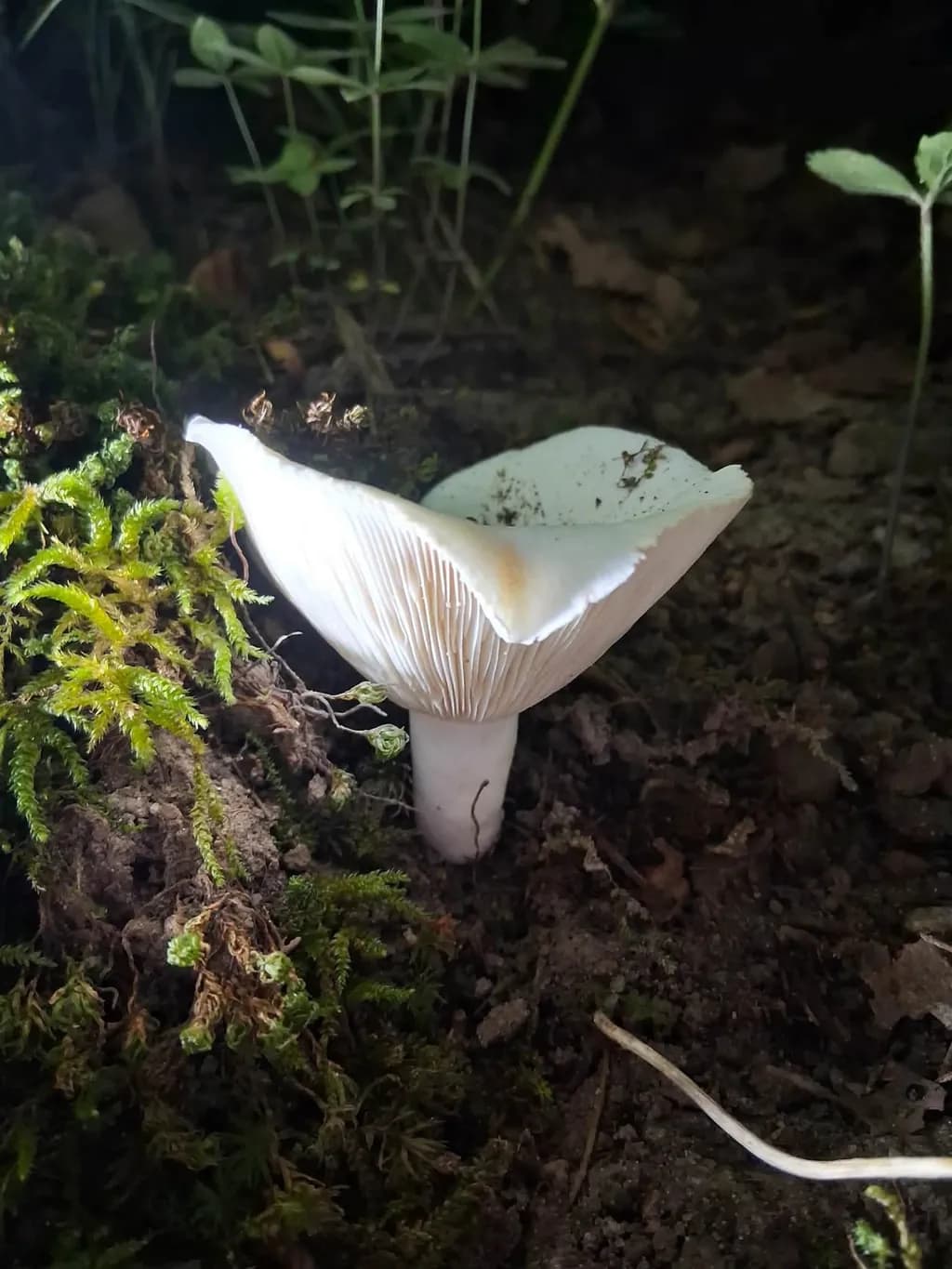 Forest Mushroom Emergence