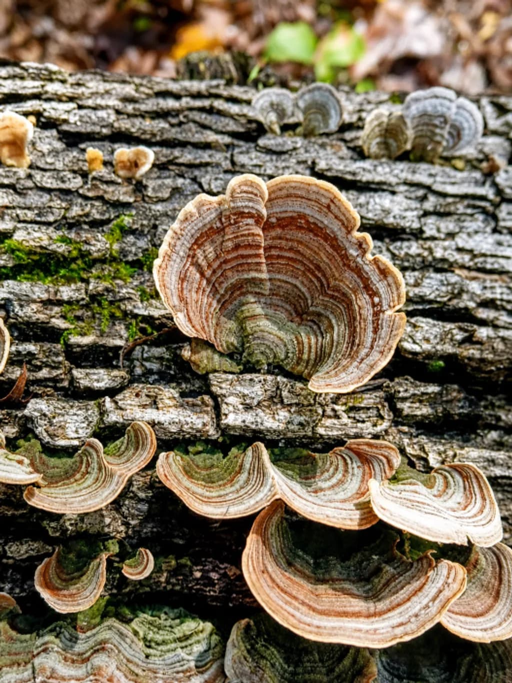 Fungi on Bark