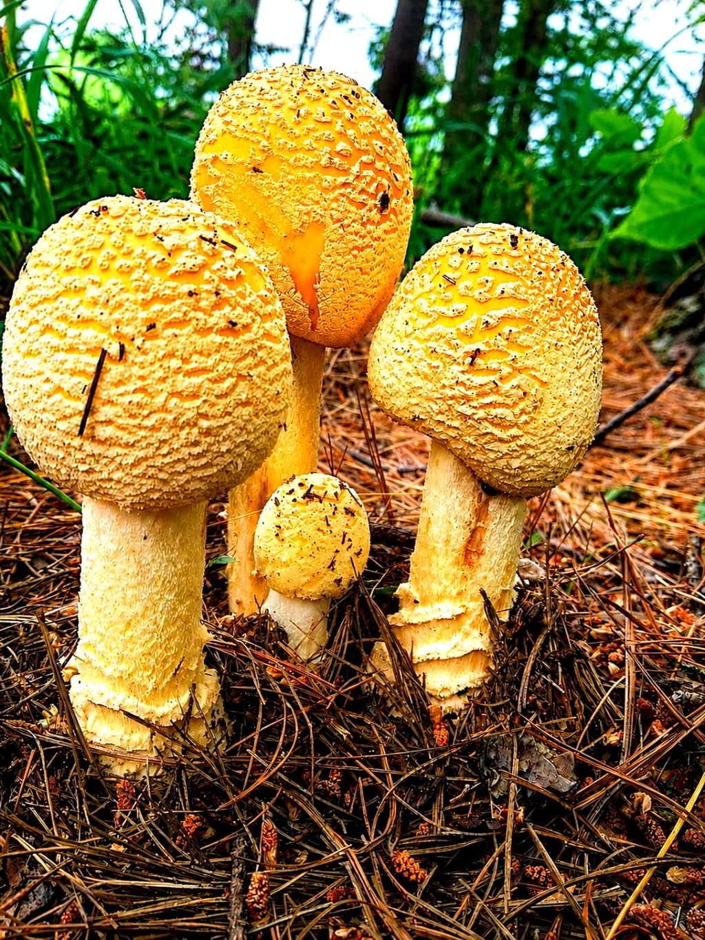 Yellow Mushrooms Cluster
