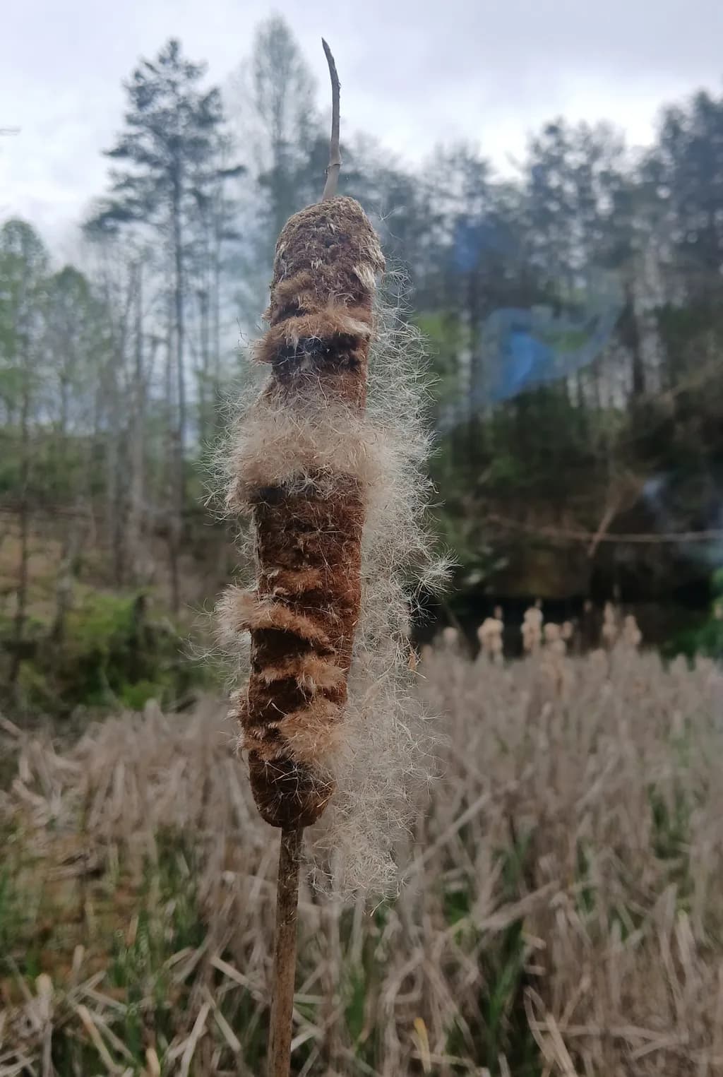 Fuzzy Cattail Close-Up