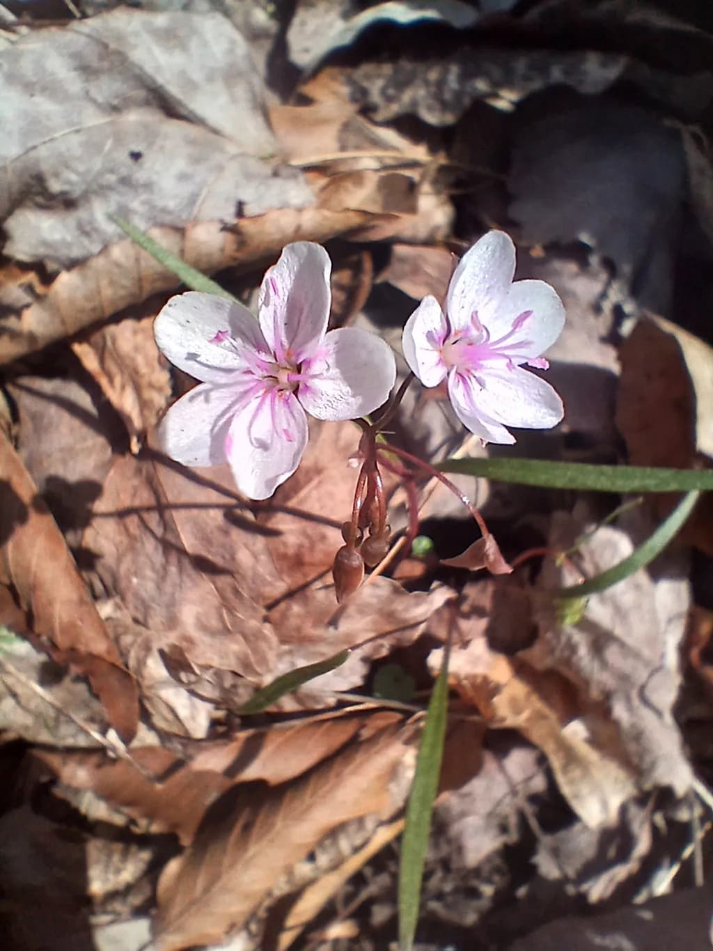 Delicate Flowers and Leaves