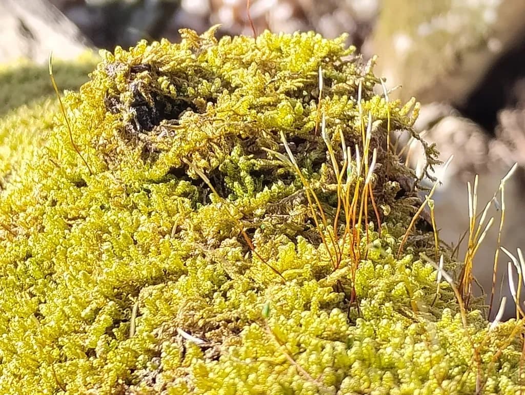 Moss Close-Up