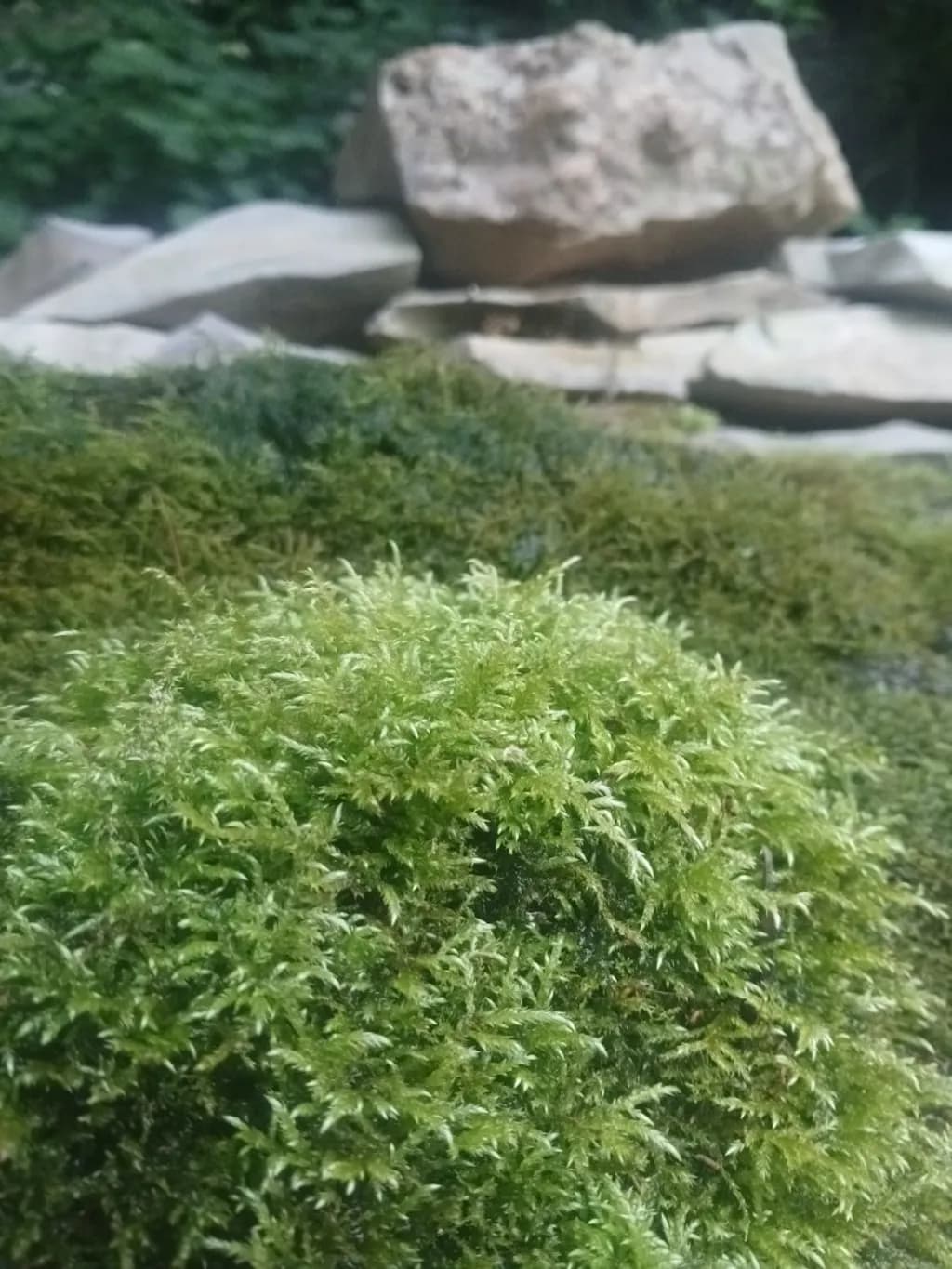 Moss and Stones Close-Up