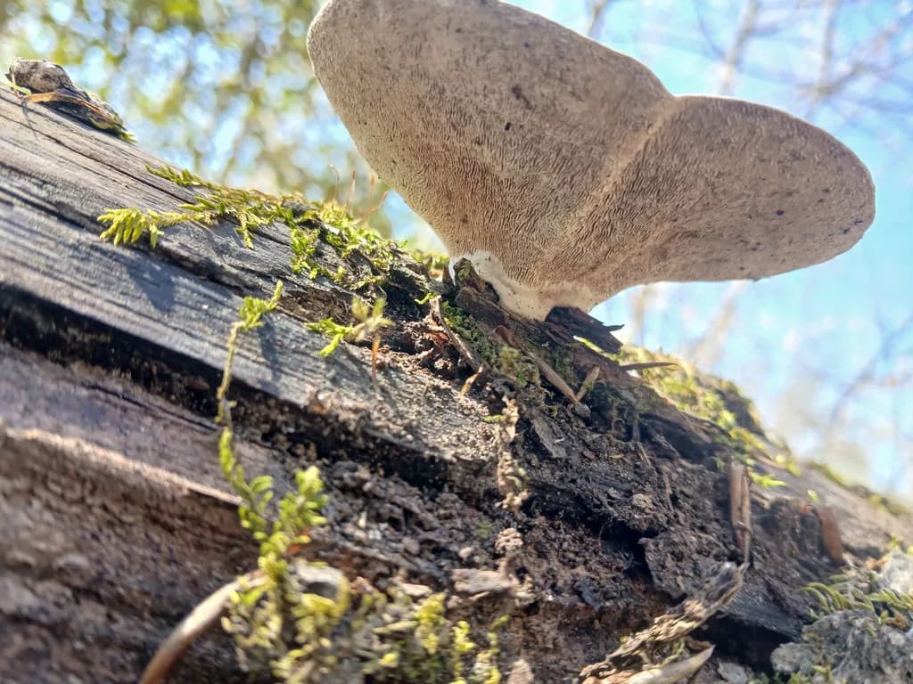 Shelf Fungi on Log