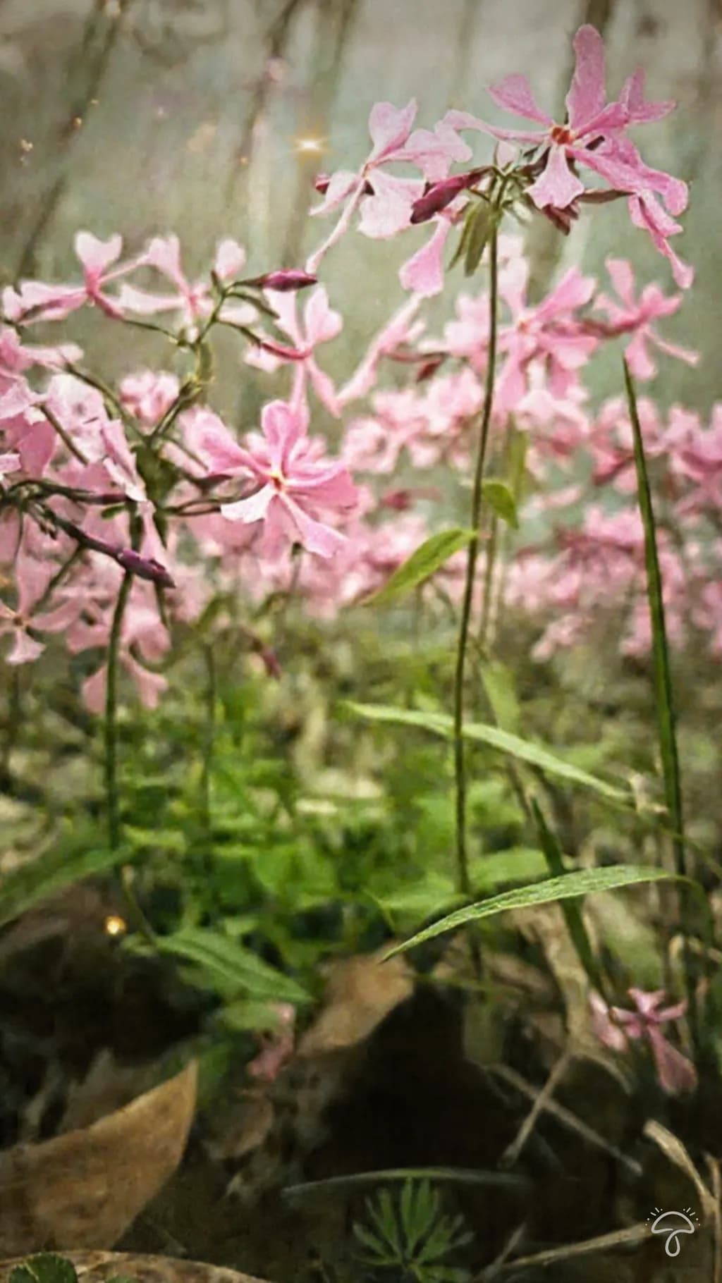 Wildflower Stillness