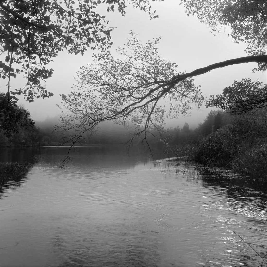 Good Morning Fog