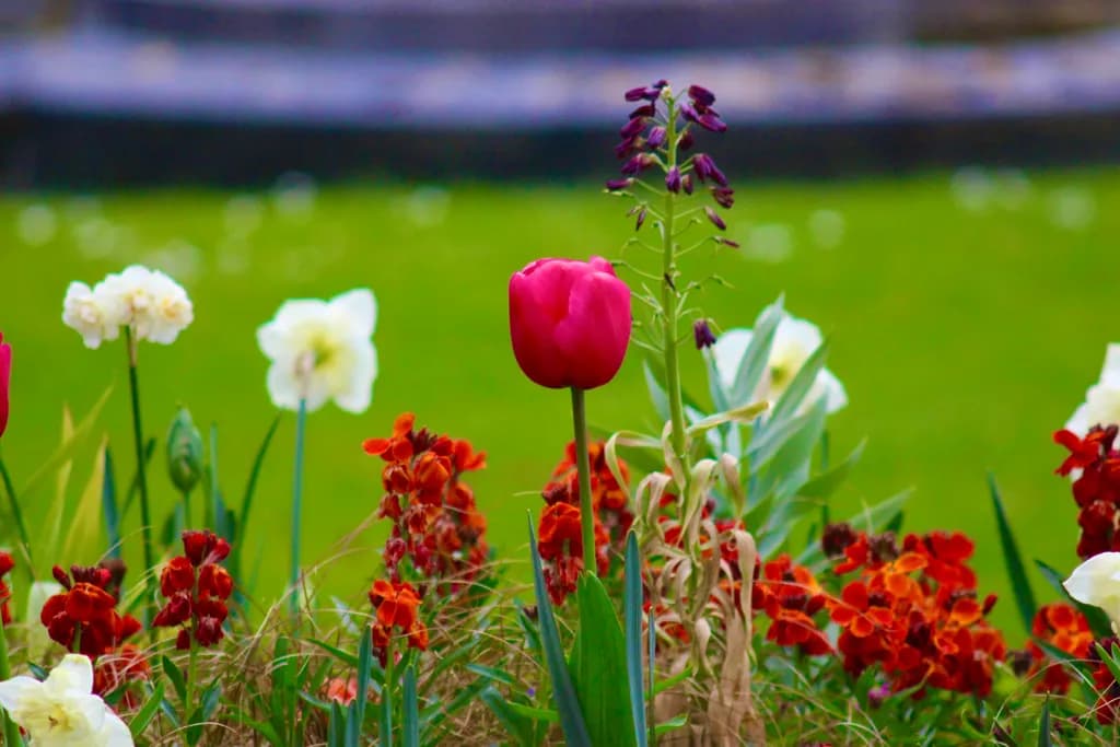 Red Tulip Cluster