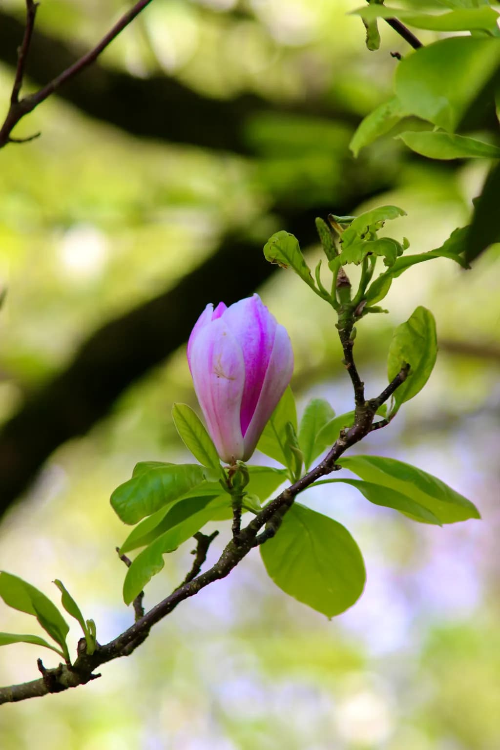 Magnolia Blossom