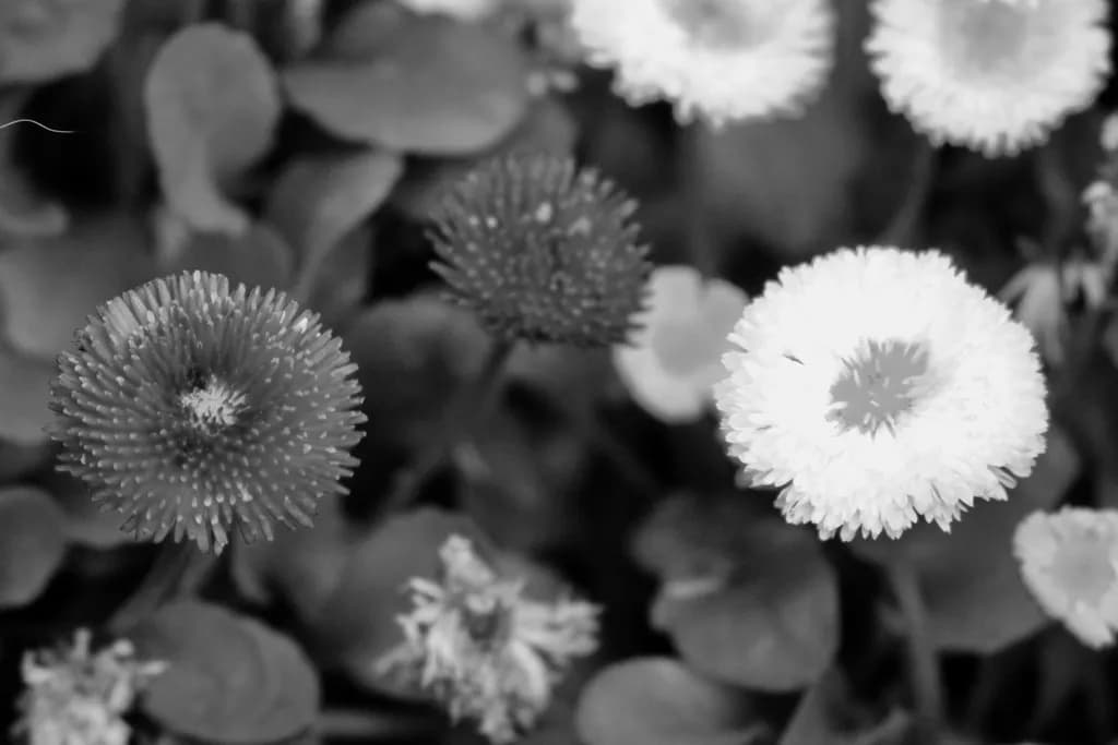 Daisy Cluster
