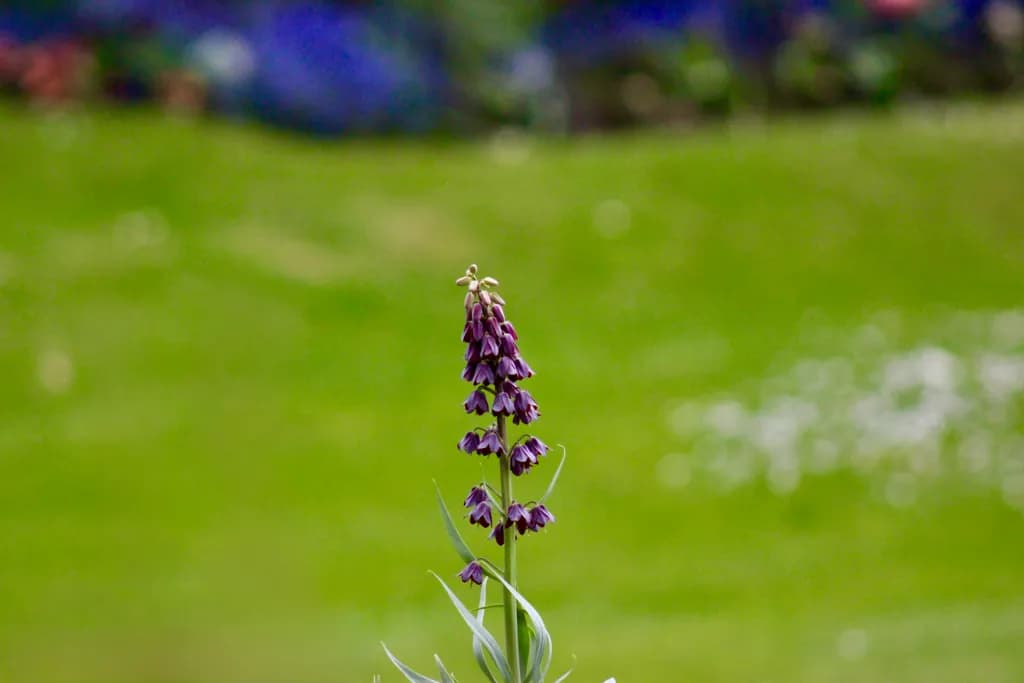 Purple Flower Stem