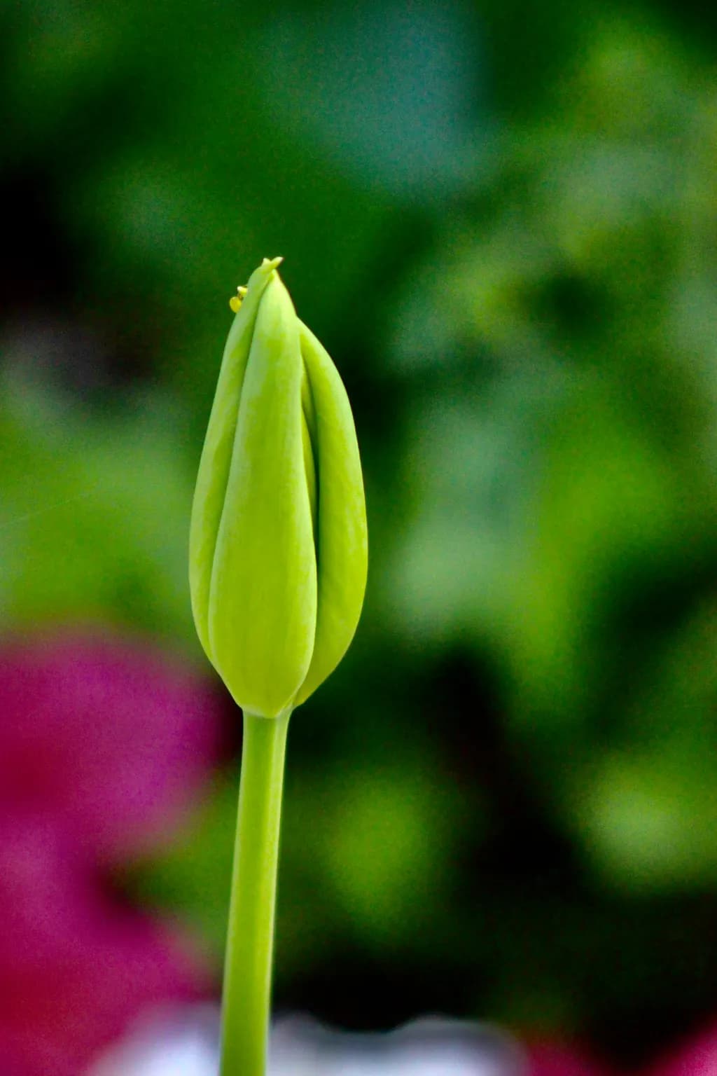 Green Flower Bud