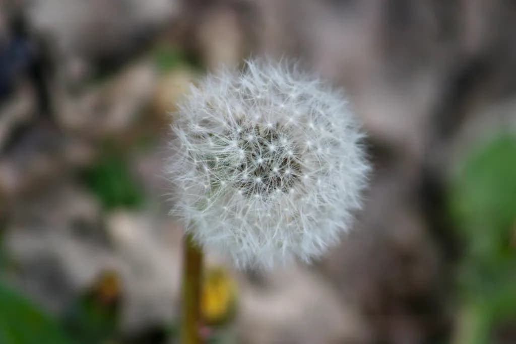 Dandelion Puffball