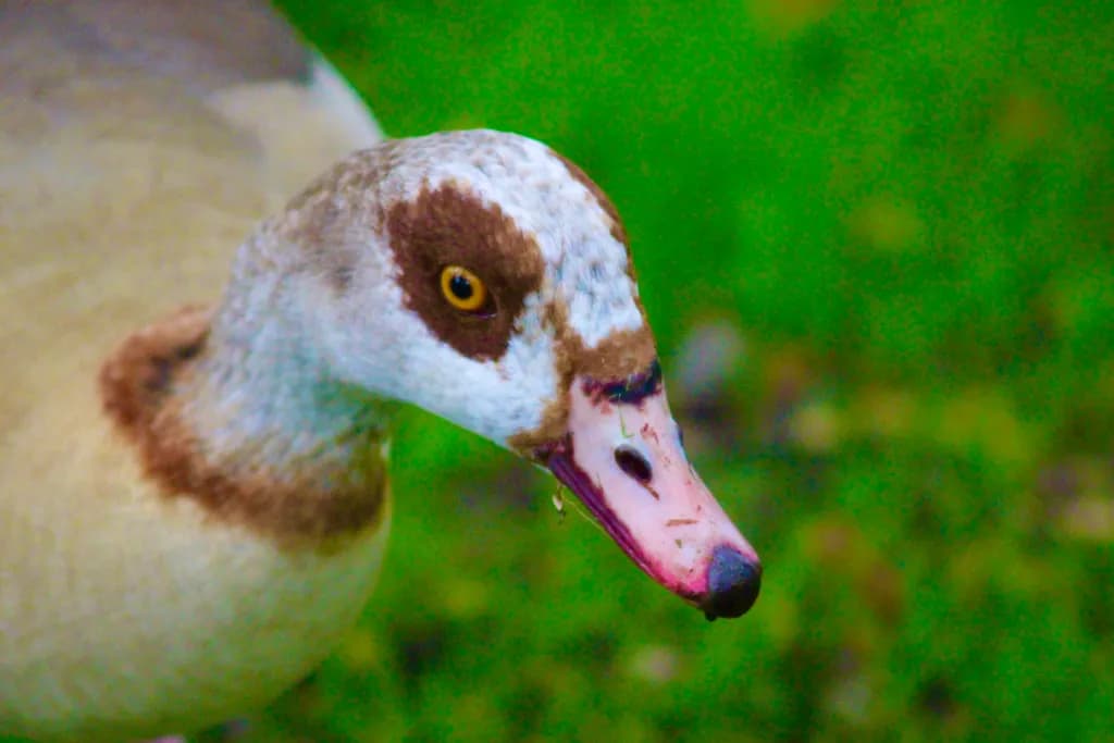 Duck Portrait