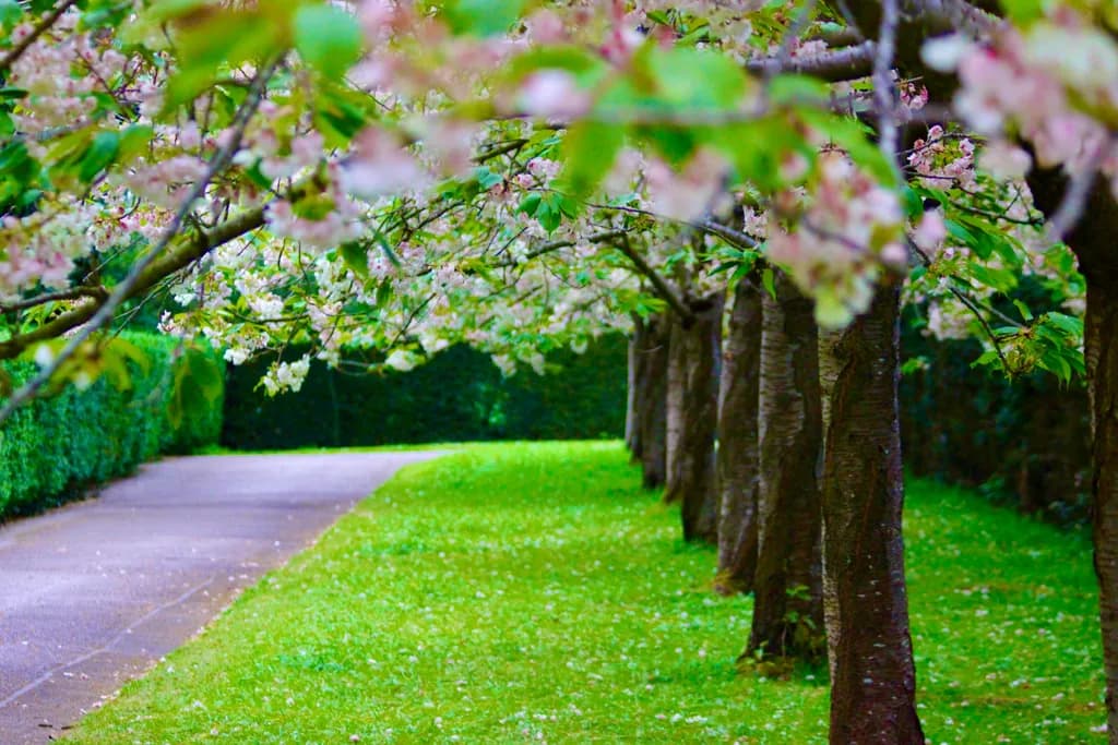 Cherry Blossom Pathway
