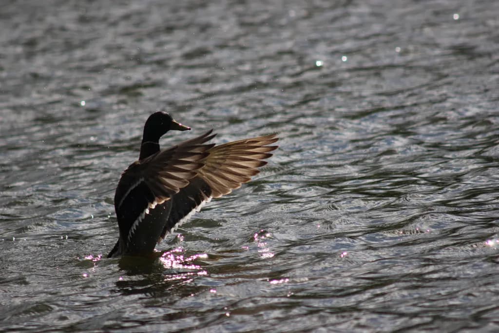 Duck on Water