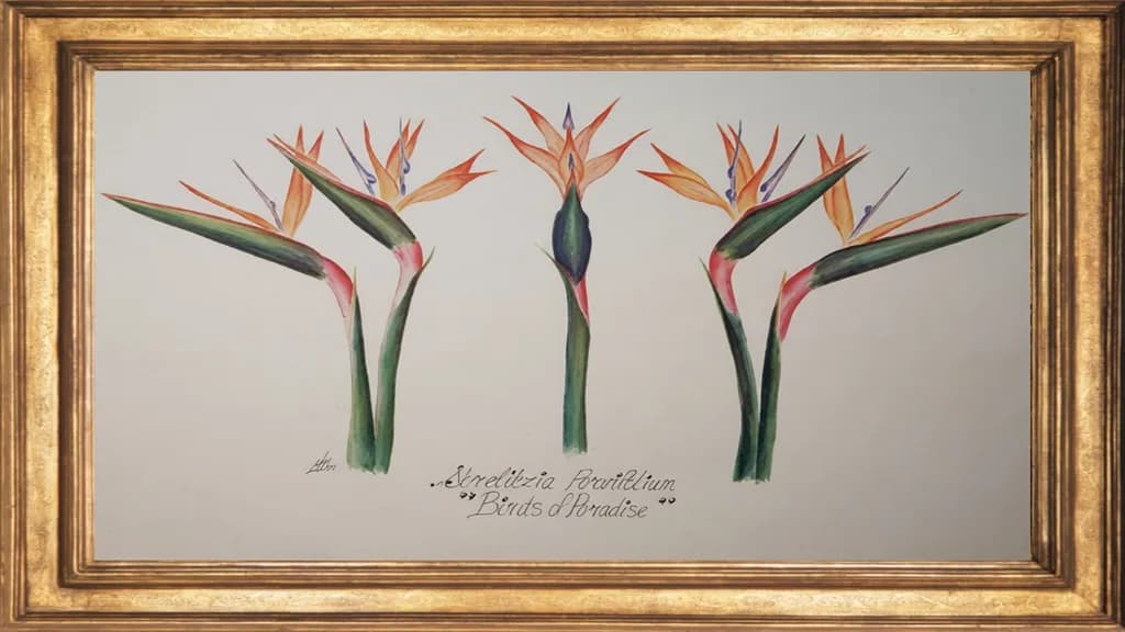 Birds of Paradise