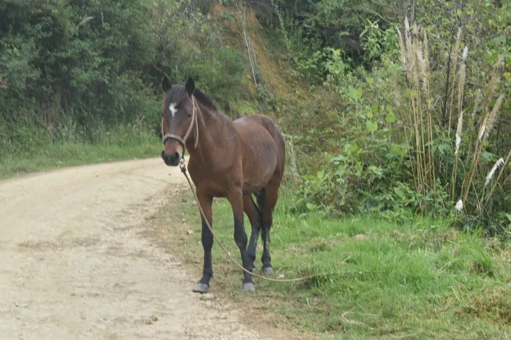 Tied Horse on Path