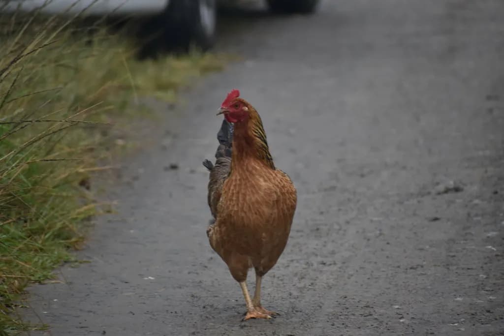Roadside Chicken Stroll