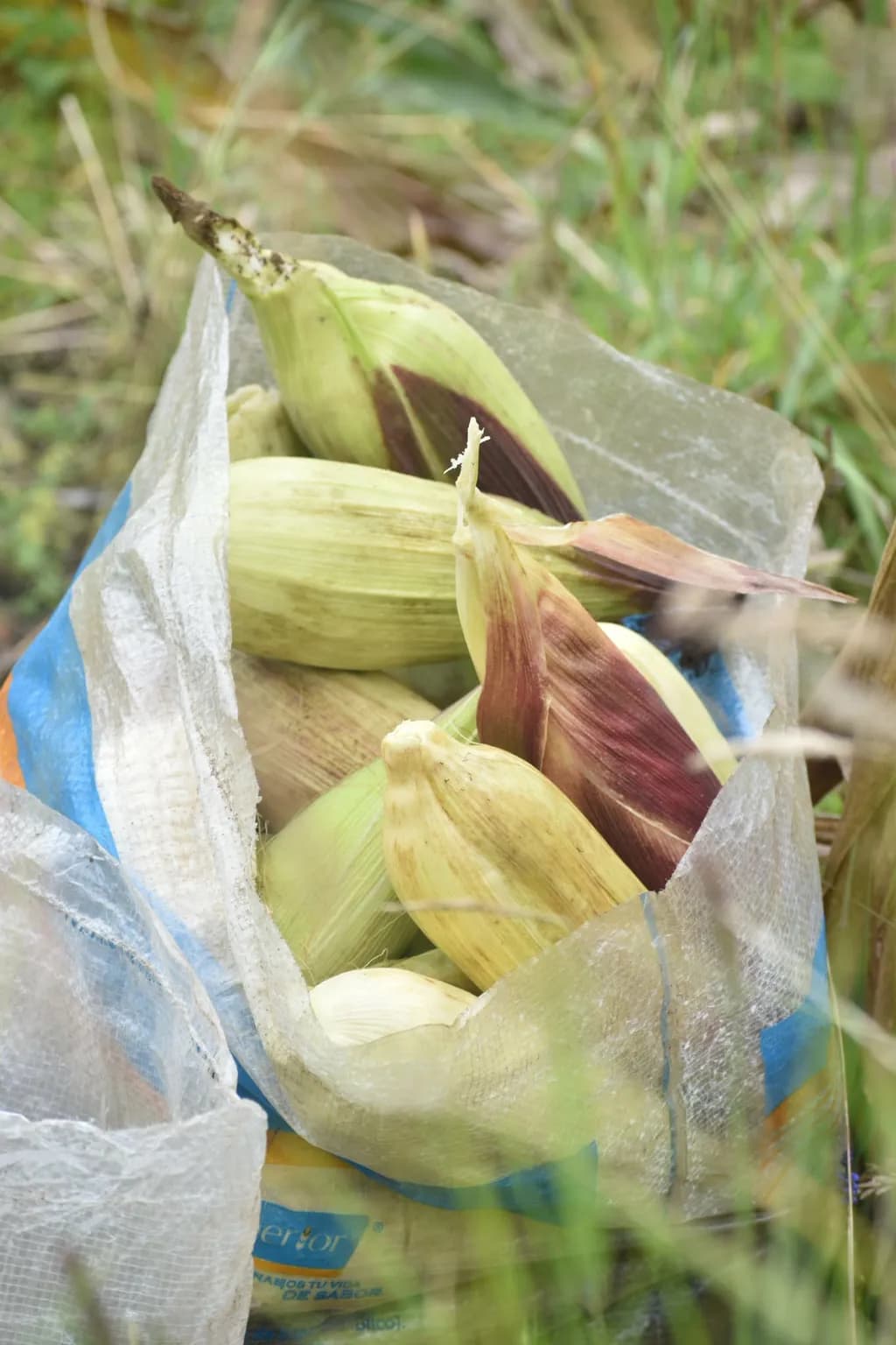 Bag of Corn