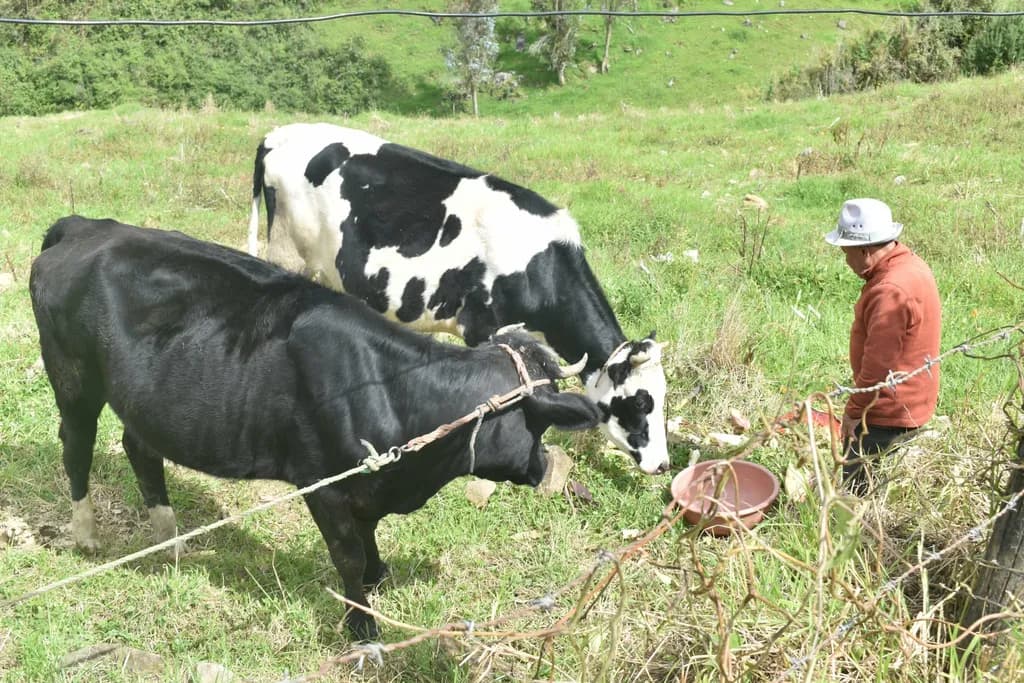 Farmer and Cows in Field