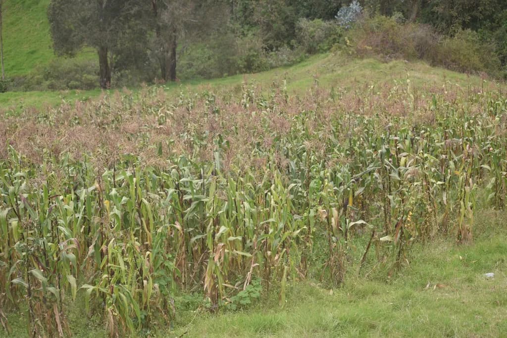 Cornfield Calm