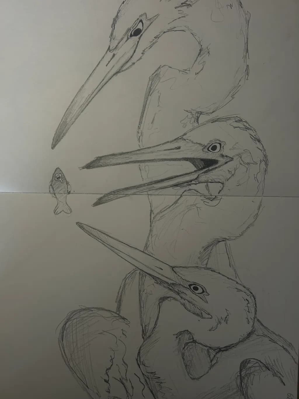 Pelicans and Fish
