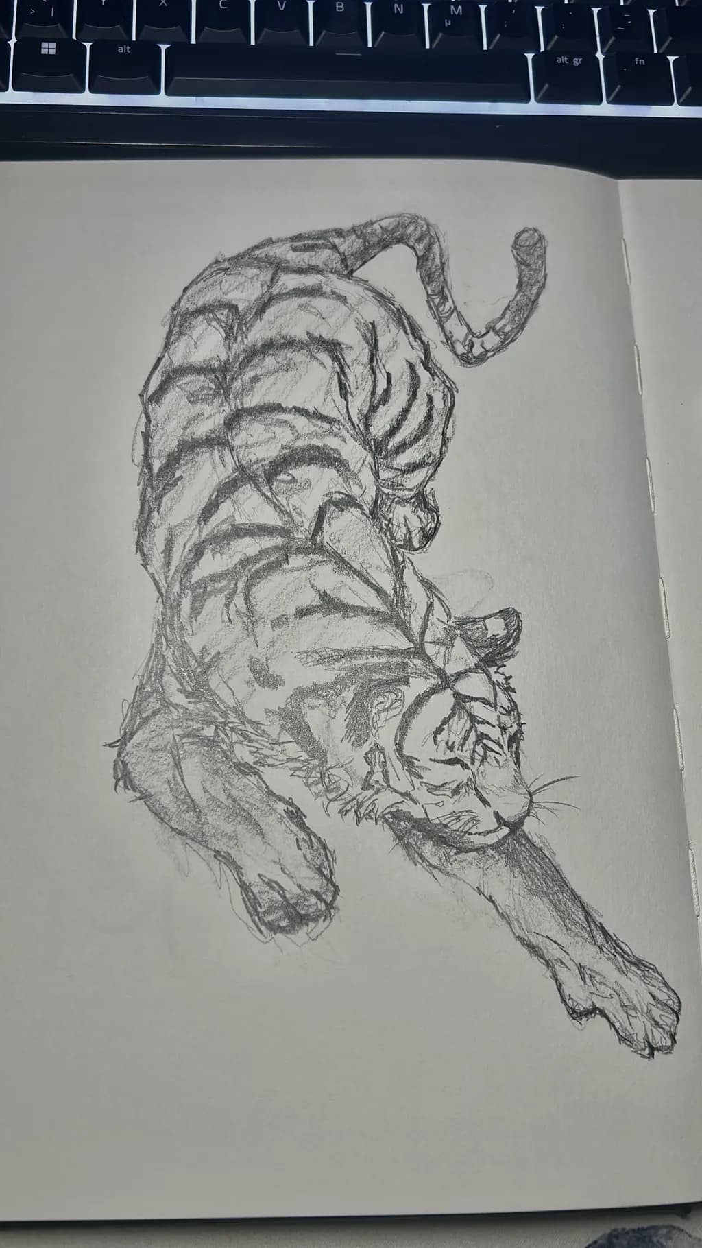 Resting Tiger