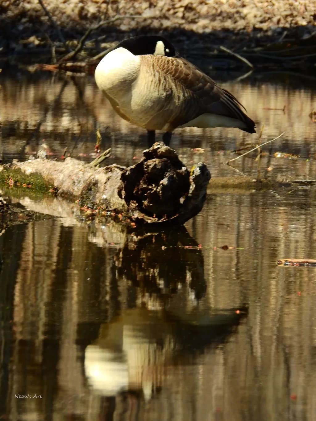 Goose Reflection