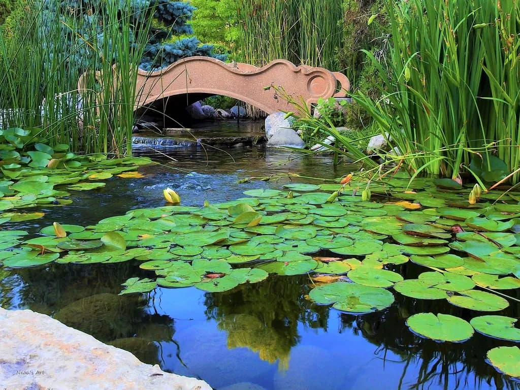 Bridge Over Lily Pond