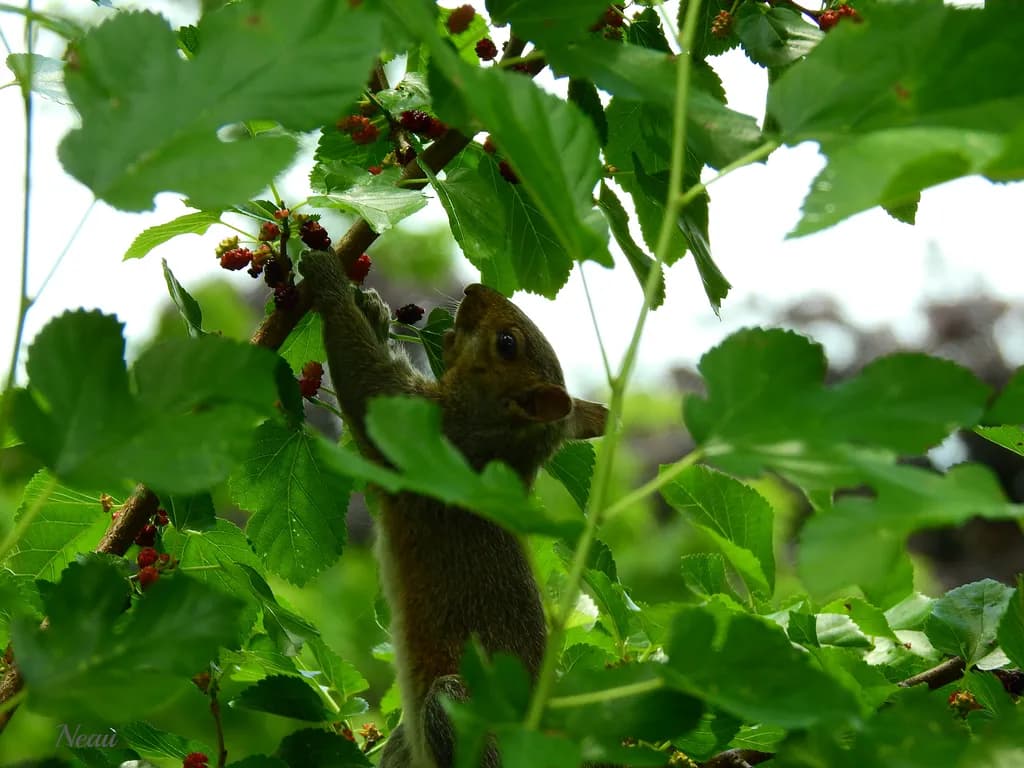 Squirrel in Green Leaves