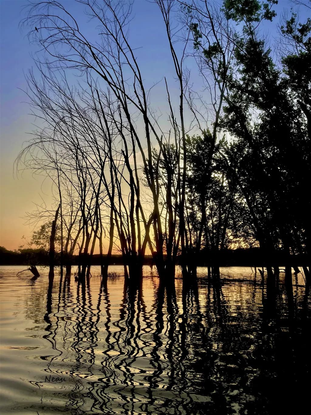 Water Reflection Trees