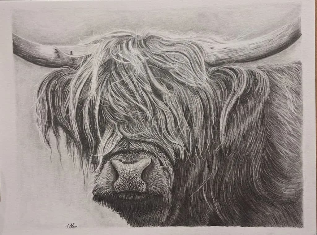 Highland Cow Portrait