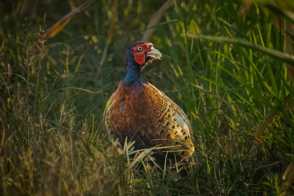 Pheasant in Grass