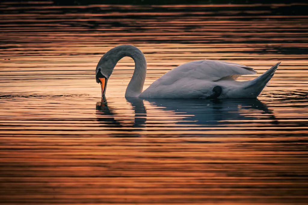 Swan at Sunset