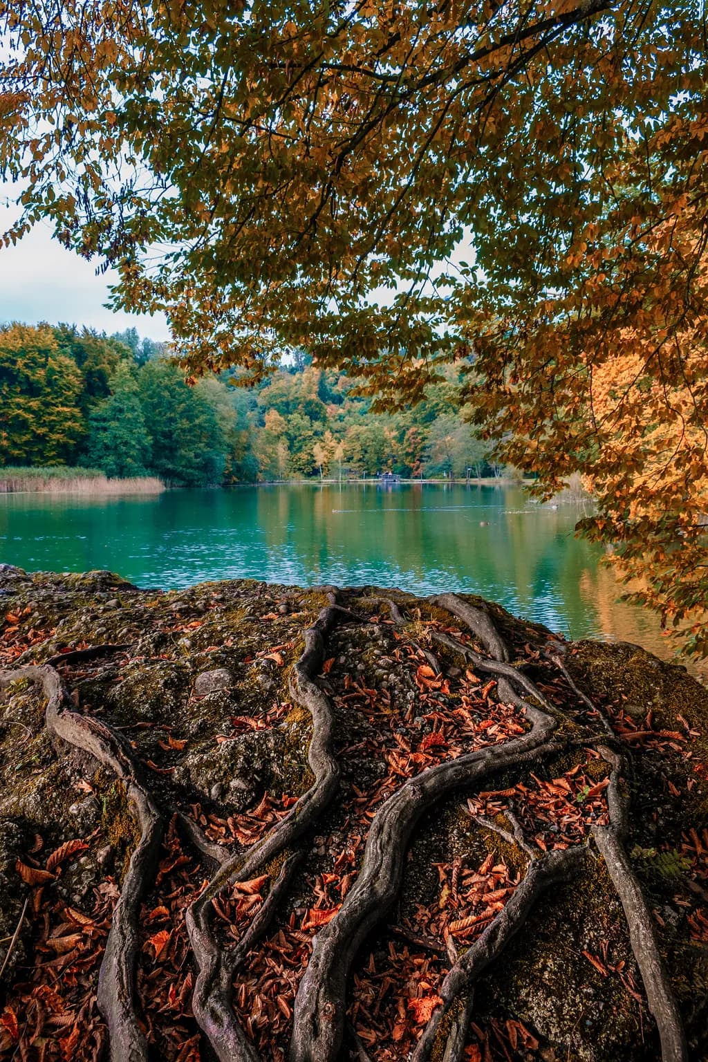 Autumn Lake Roots
